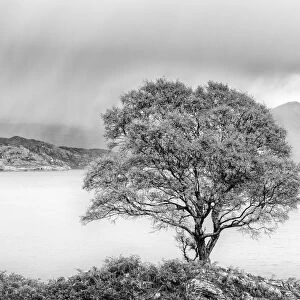 Rain approaching a tree on the shore of Loch Shieldaig, Wester Ross, Highlands, Scotland