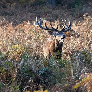 Red deer stag male roaring during the rutting season, Richmond Park, Surrey, UK