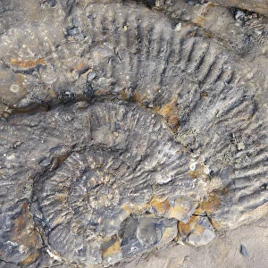 Remains of the ammonites on the ledges in Kimmeridge Bay, Dorset, UK