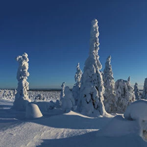 Riisitunturi National Park, Posio, Lapland, Finland