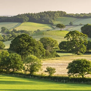 Rolling summer countryside near Crediton, Devon, England. Summer (June) 2020