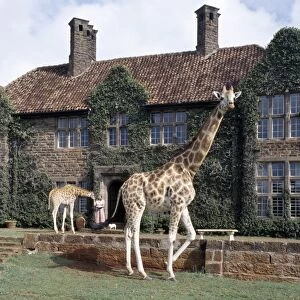 Giraffidae Collection: Giraffe