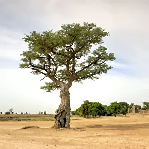 Sacred tree in Segou, Mali, West Africa