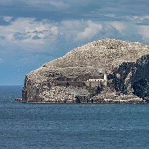 Scotland, East Lothian, Firth of Forth, Bass Rock, bird island, gannets