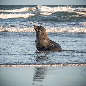 Seal in Wharariki Beach, South Island, New Zealand, Oceania