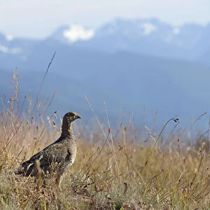 Phasianidae Collection: Sooty Grouse