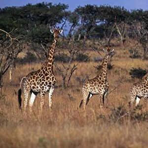 South Africa, KwaZulu Natal, Spioenkop Game Reserve
