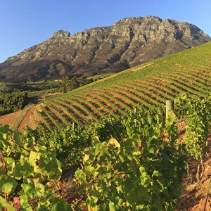 South Africa, Western Cape, Stellenbosch, Tokara Wine Estate
