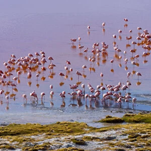 South America, Andes, Altiplano, Bolivia, Red Lagoon with Flamingos ( Laguna Colorada)