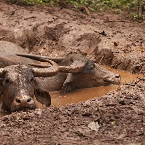 South East Asia, Thailand, Asian water buffalo (Bubalus bubalis) wallowing in mud