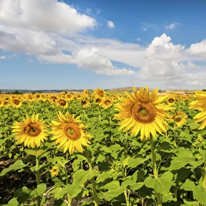 Spain, Andalusia, Seville, Sunflower fields