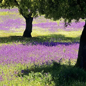 Spring on the Alentejo plain, Portugal