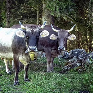 Switzerland, St. Gallen, Grabs, Swiss cows with horns in the alps