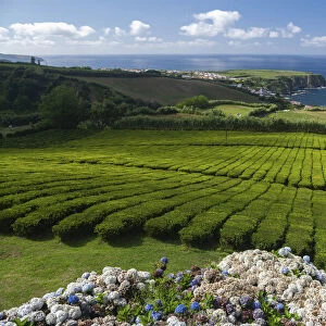 Tea plantation Fabrica de Cha Porto Formoso. SA£o Miguel island, Azores Islands