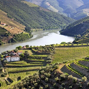 Terraced vineyards in Chanceleiros, Douro region, a Unesco World heritage site. Portugal