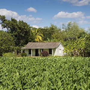 Tobacco Plantation, Pinar del Rio Province, Cuba