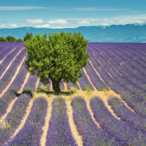Tree in Field of Lavender, Provence, France