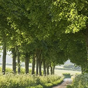 Tree lined country lane, Dorset, England. Summer (July)