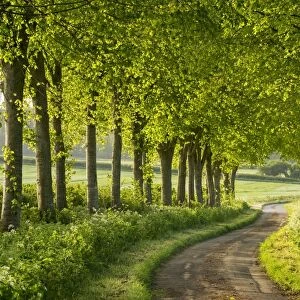 Tree lined country lane in rural Dorset, England. Spring (May)