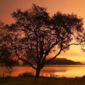 Tree at Sunrise, Loch Achray, The Trossachs National Park, Central Region, Scotland