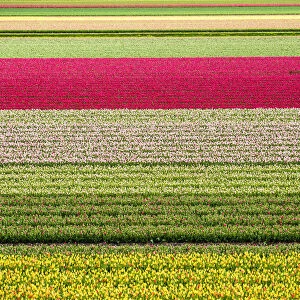 Tulips in Lisse, Netherlands, Europe