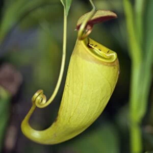 The unusual Pitcher plant