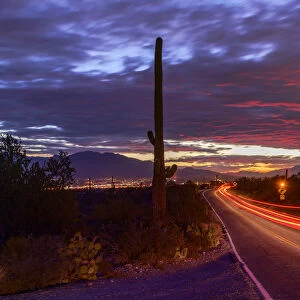 USA; Arizona, Tucson, sunrise with cactus