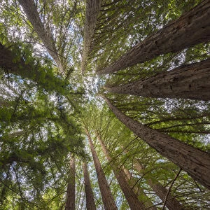 USA, California, Oakland, Redwood Regional Park, Coast Redwood Trees (Sequoia