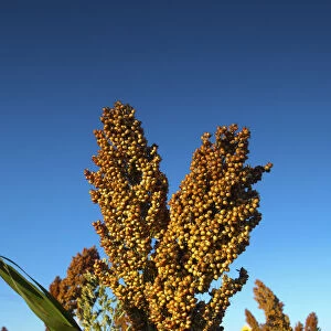 USA, Kansas, Garden City, Stalks Of Milo Or Grain Sorghum Seeds - Primarily Used For