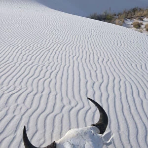 USA, Southwest, New Mexico, Bison skull at white sands national monumnt