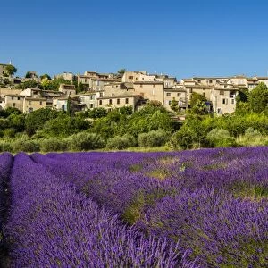 View of village of Saignon with field of lavander in bloom, Provence, France