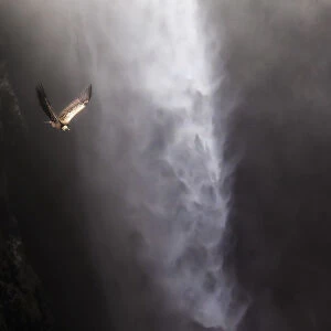 Vulture flying above Jinbar waterfalls (Jin Bahir Falls), Simien mountains national park