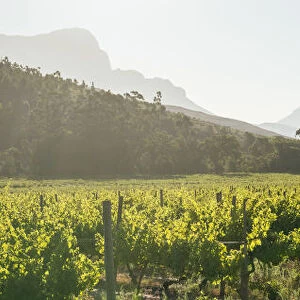 Wine vineyards near Franschhoek, Western Cape, South Africa