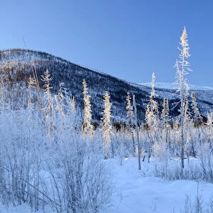 Winter landscape along Chena Hot Springs road, Fairbanks, Alaska, USA
