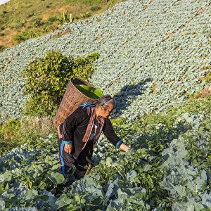 A woman working in the field near a Hmong village in Mae Hong Son provence
