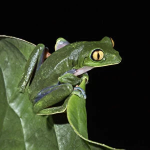 Yellow-eyed leaf frog (agalychnis annae) Costa Rica