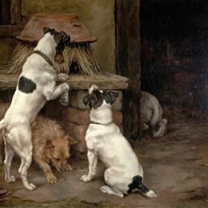 Terrier Collection: Norfolk Terrier