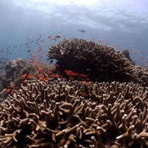 Acropora hard corals ( Porites antennuata) and school of Anthia fish, reef crest, Sipadan, Sabah, Malaysia, Borneo, South-east