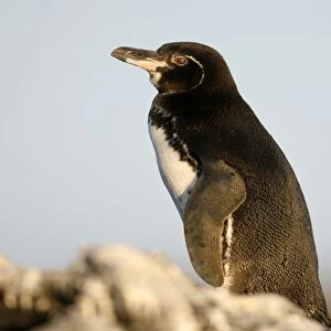 Adult Galapagos penguin (Spheniscus mendiculus) in the Galapagos Island Group, Ecuador. This is the only species of penguin in the northern hemisphere and is endemic to the Galapagos only