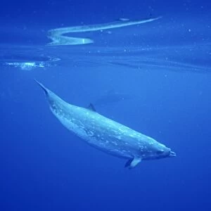 Adult male Blainvilles Beaked Whale (Mesoplodon densirostris) in deep water off the Kona coast of the Big Island of Hawaii