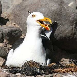 An adult yellow-footed gull (Larus livens) on the nesting area on Isla San Esteban in the midriff region of the Gulf of California (Sea of Cortez), Baja California, Mexico. This gull species in endemic to the Gulf of California