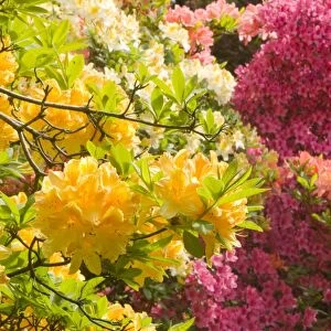Azalea flowers in Spring in Holehird Gardens Windermere UK