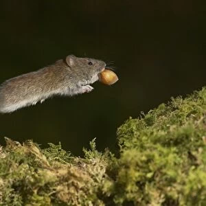 Bank Vole (Clethrionomys glareolus) running along moss covered wall, frozen in mid step with high speed shutter speed and high speed flash and hazel in mouth. Argyll, Scotland
