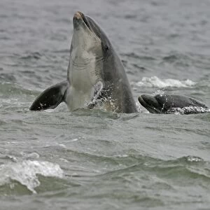 Bottlenose dolphin (Tursiops truncatus truncatus) spy hopping with half of its body clear of the water with fins and eye visible. Moray Firth, Scotland
