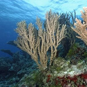 Branching corals, Acropora sp. Rongelap, Marshall Islands, Micronesia