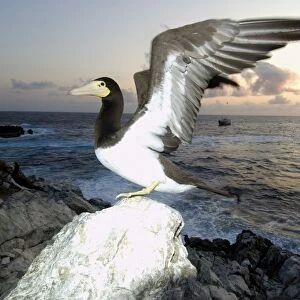 Brown booby, Sula leucogaster, with wings open, St. Peter and St. Pauls rocks, Brazil, Atlantic