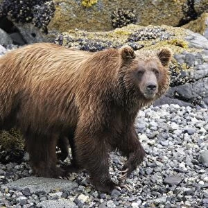 Coastal Brown Bear (Ursus arctos horibilis) mother foraging at low tide in Glacier Bay National Park, Southeast Alaska, USA