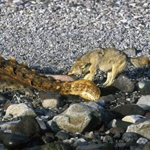 Coyote (Canis latrans) feeding on the carcass of a California Gray Whale (Eschrichtius robustus) calf washed up on Isla Tiburon in the midriff region of the Gulf of California (Sea of Cortez), Mexico