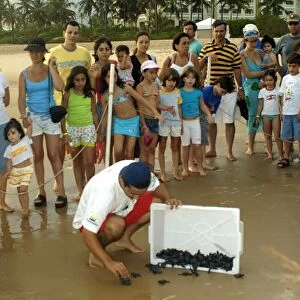 Curious children and parents observe olive ridley turtle hatchlings, Lepidochelys olivacea, being released into the ocean, Costa do Sauipe, Bahia, Brazil (South