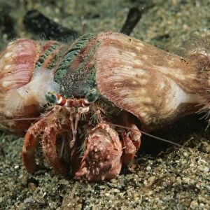 Decorator crab (Cyclocoeloma tuberculata). Indo Pacific